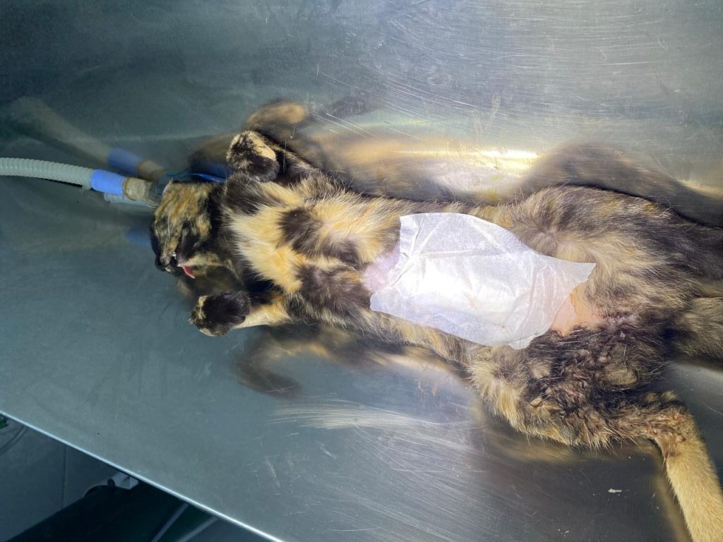 Foto-2-Mat-Nova-Clínica-Castração-1-768x1024