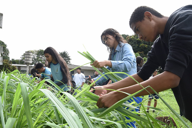 Escola em Santa Maria se destaca no combate à dengue com produção de repelente natural de citronela