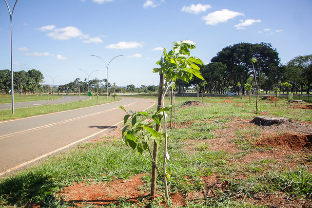 07/05/2024 - Mais de 2 mil árvores já foram plantadas para substituir antigos pinheiros do Parque da Cidade